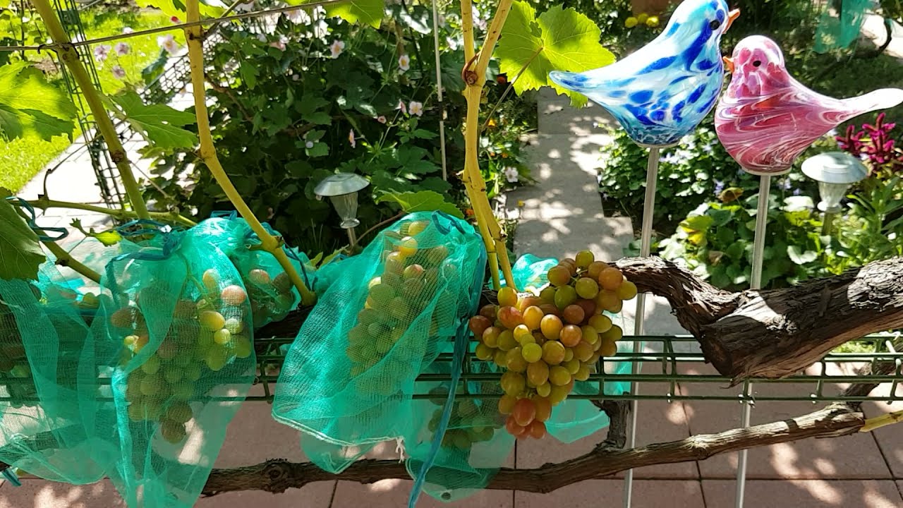 Tafeltrauben, Pilzresistenz, Platzanfälligkeit der Sorten in meinem Garten