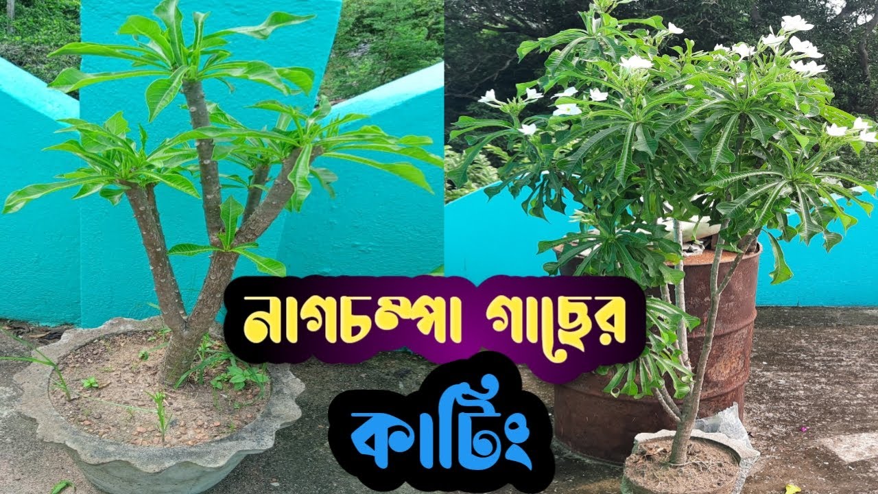 প্রচুর ফুল পেতে নাগচম্পা গাছের কাটিং ও পরিচর্যা ||How to prune plumeria pudika