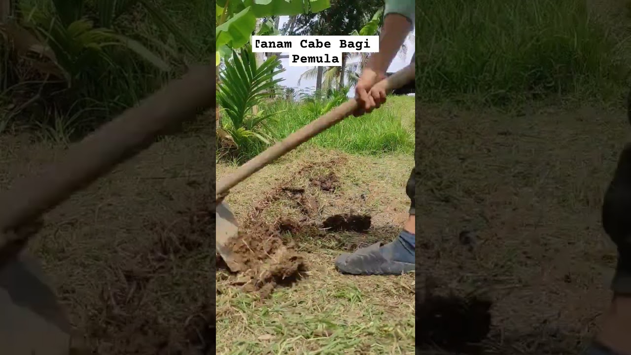 Belajar Tanam Cabe Pemula #cabemerah #tanikampung #belajarbertani