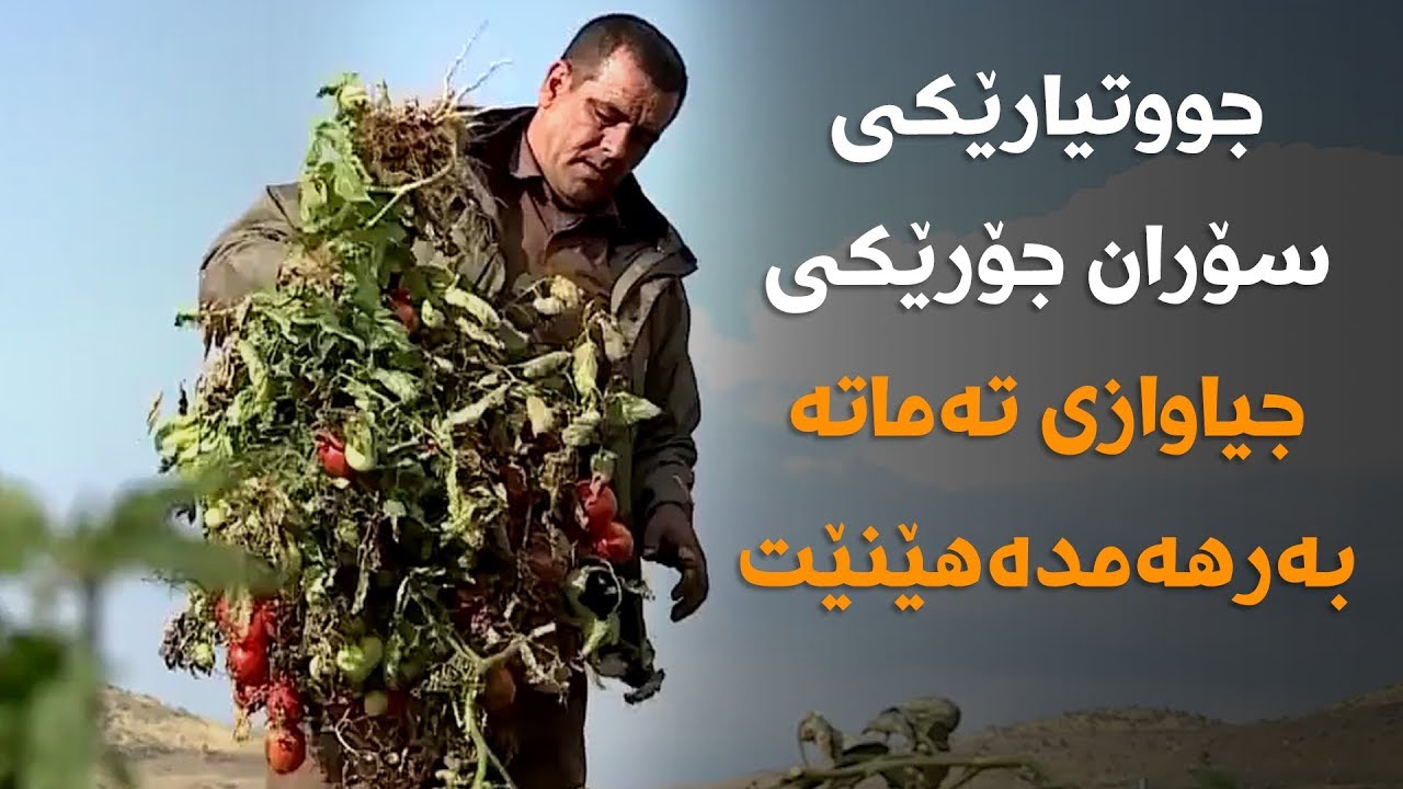 جووتیارێکی سۆران جۆرێکی جیاوازی تەماتە بەرهەمدەهێنێت