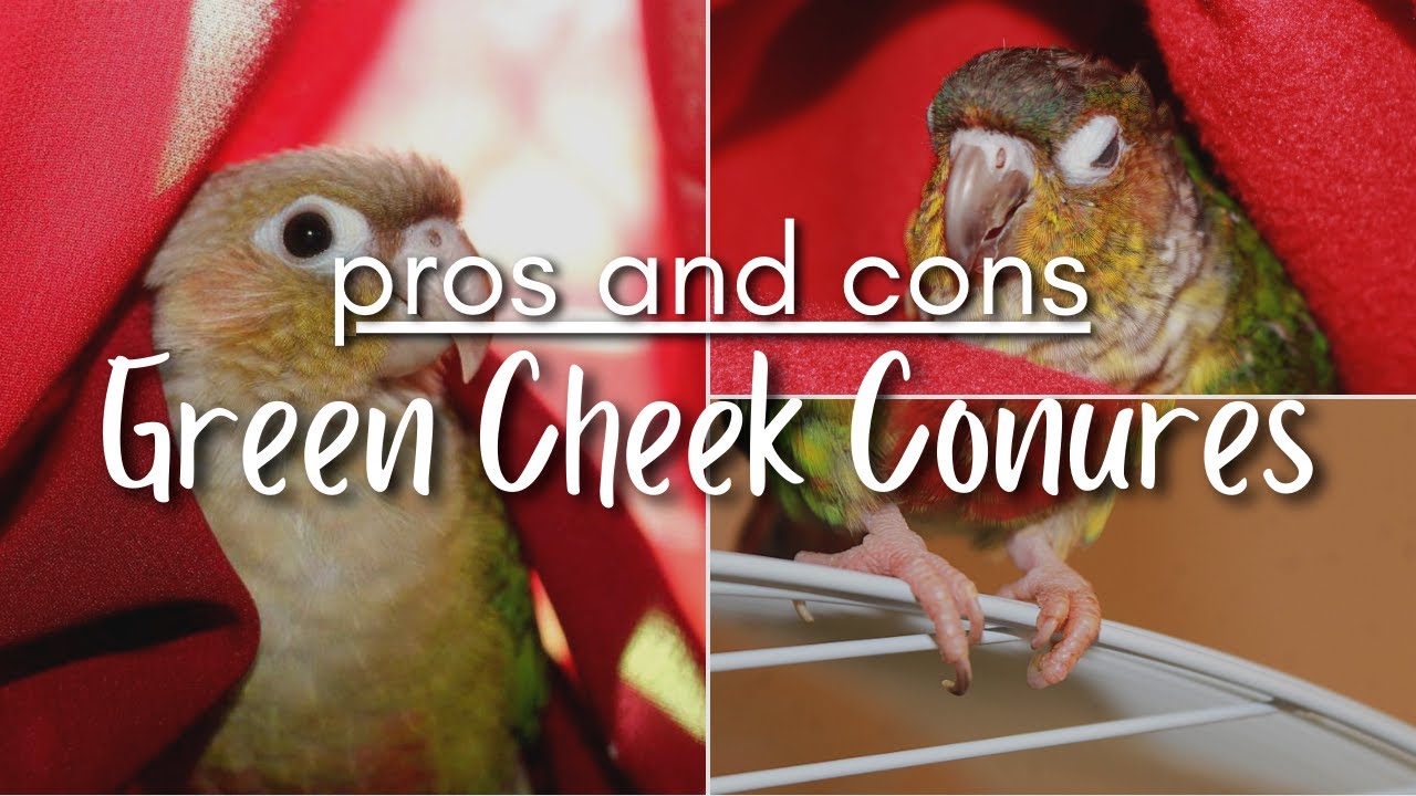 GREEN CHEEK CONURE PROS & CONS - *cutest birds or little devils?*