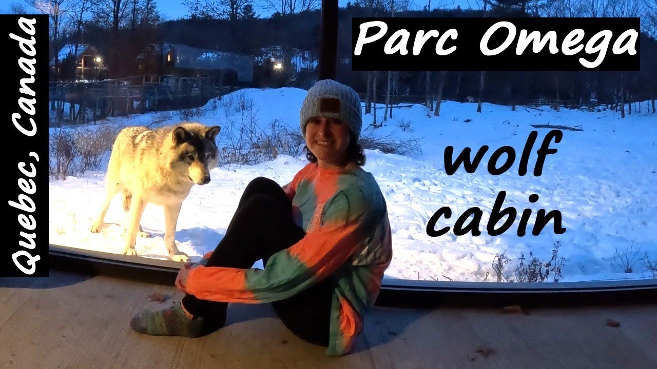 Parc Omega's Wolf Cabin (Quebec, Canada): sleeping with wolves & driving through the car safari!