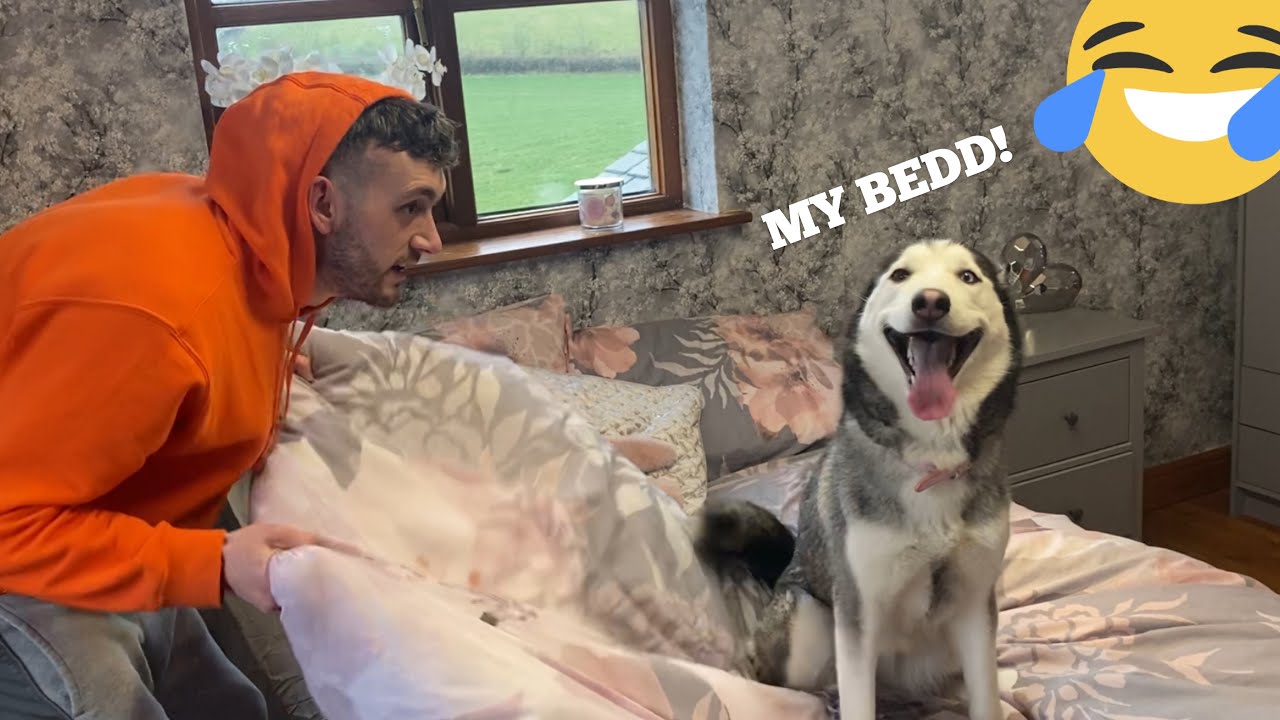 Hilarious Husky Puppy Refuses To Let Me Make The Bed!! [BEST REACTION!]