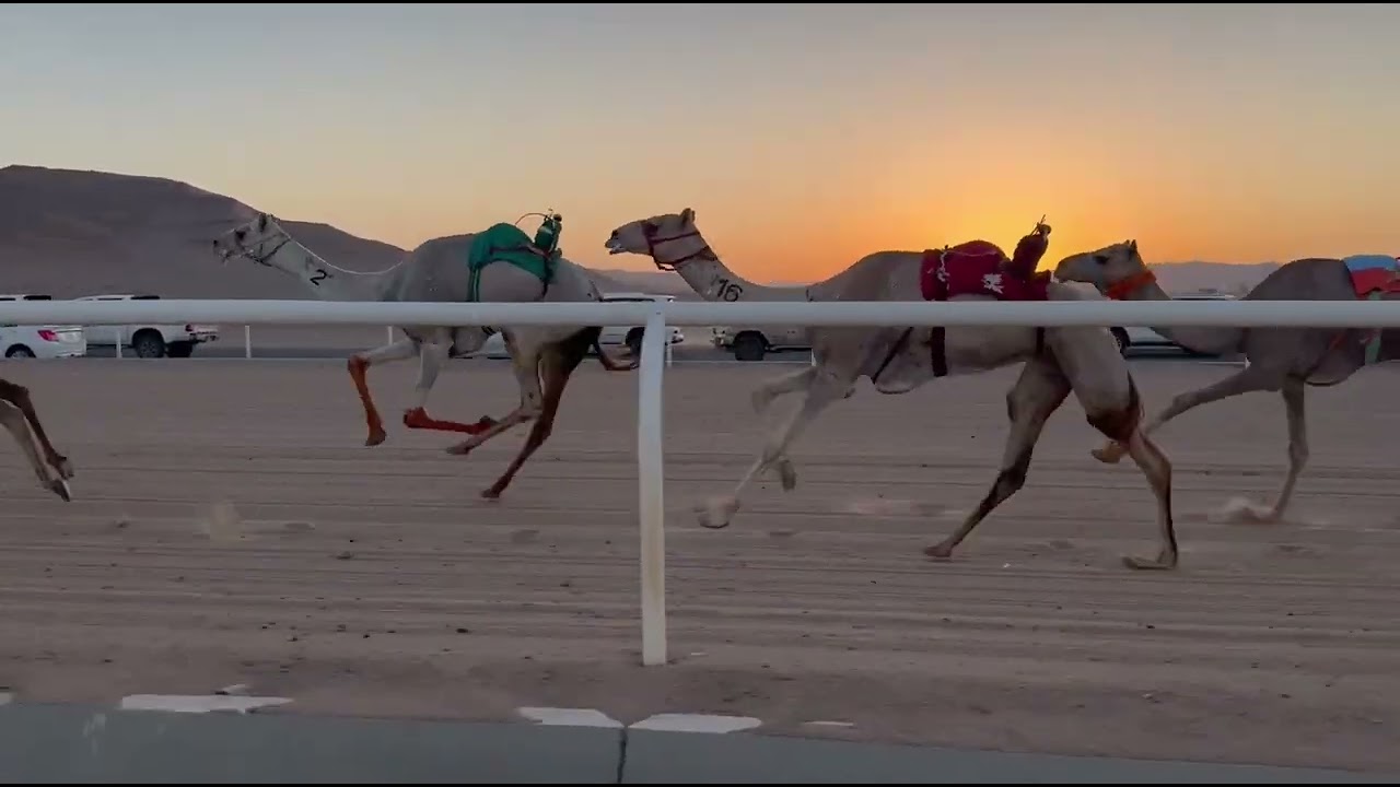 سباق الميادين السادس لميدان تبوك للهجن الشوط الاول حيل رئيسي  الذيبه لـ عبدالرحمن محمد العطوي٩:٤٦:٧٨