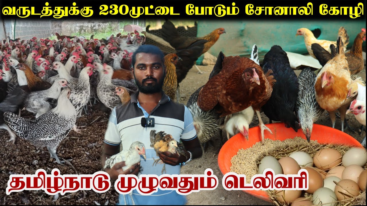 அதிக லாபம் தரும் சோனாலி கோழிகள்🐓 | வருடத்துக்கு  230முட்டையிடும் சொனாலி கோழி | Sonali Kozhi Valarpu