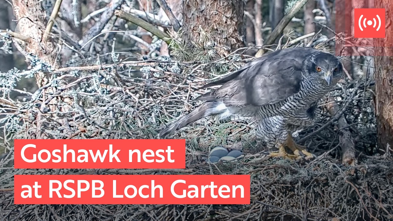 Goshawk nest camera | RSPB live nature cameras