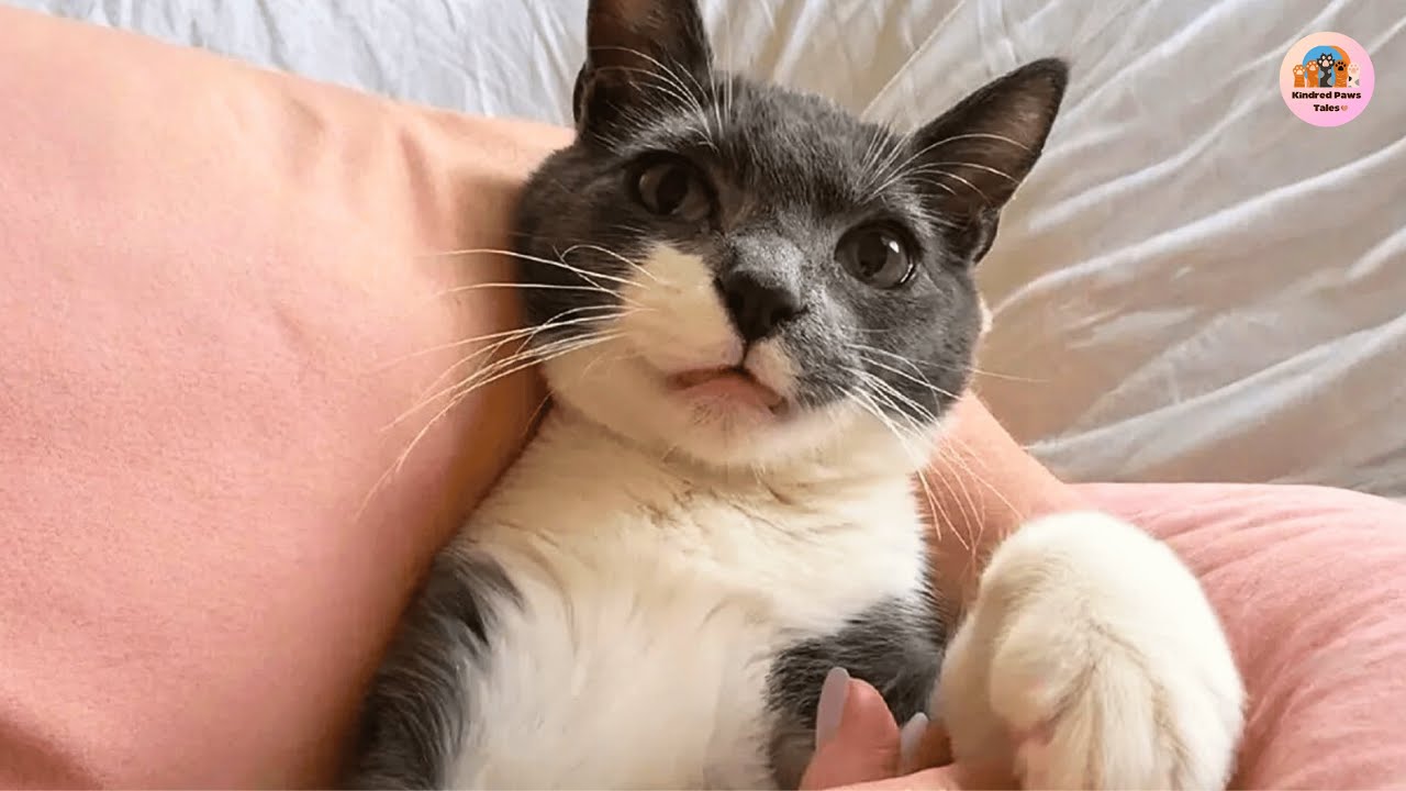 Nobody Wanted Jax Because of His Broken Tail... Until My Husband Held Him Once