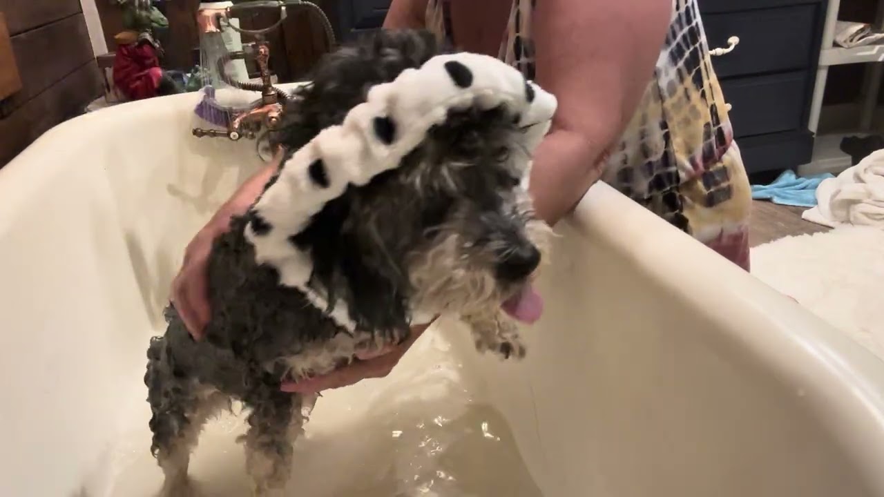 He Hates Every Second… But Ends Up Sparkling Clean | Jax ‘s bubble bath