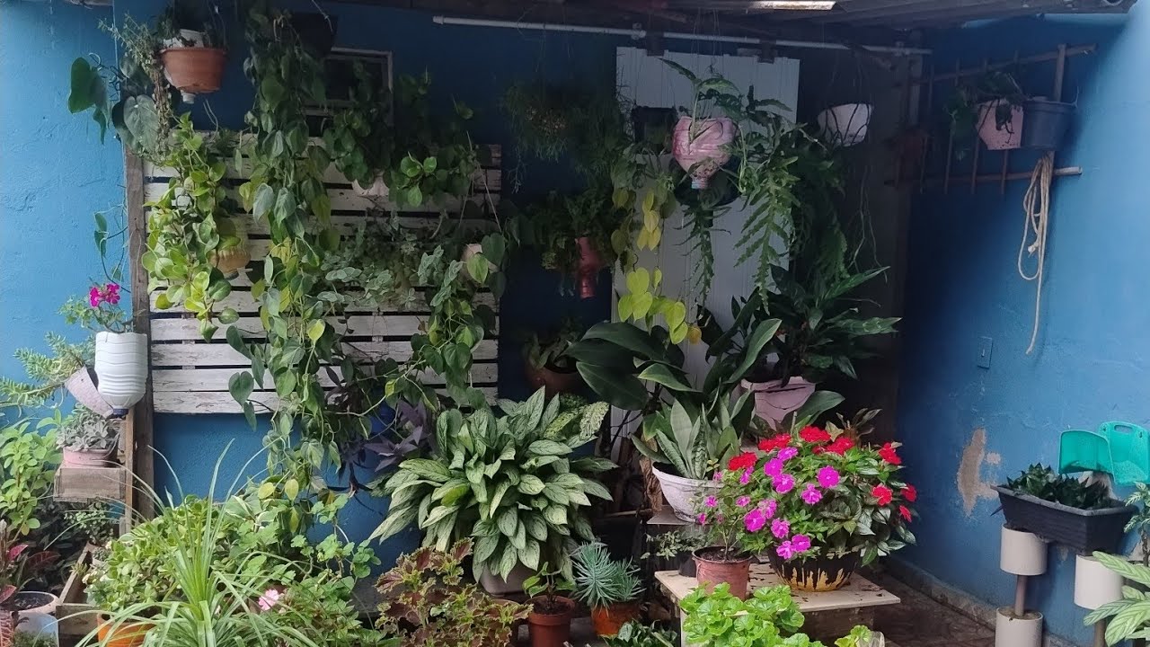 COMPRINHA DE PLANTINHAS 🌿 NOVIDADES AQUI NO MEU RECANTO 🐒🤩