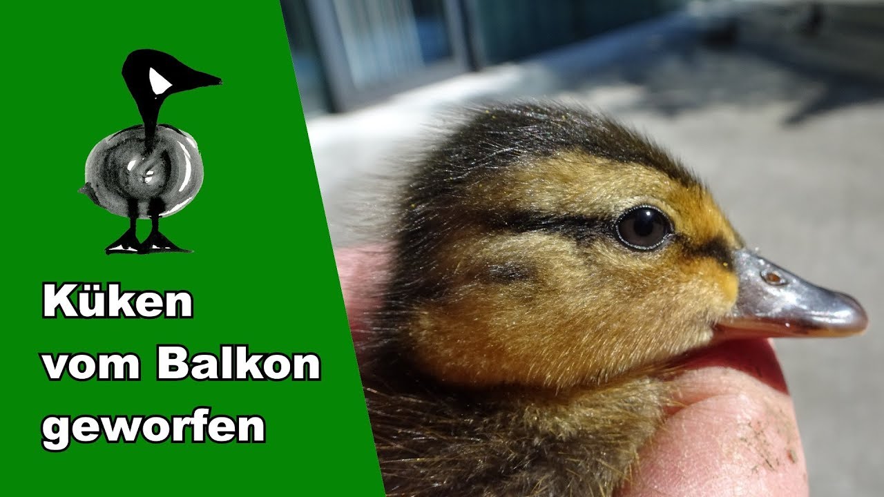 K&uuml;ken vom Balkon geworfen - Tiernotruf #152