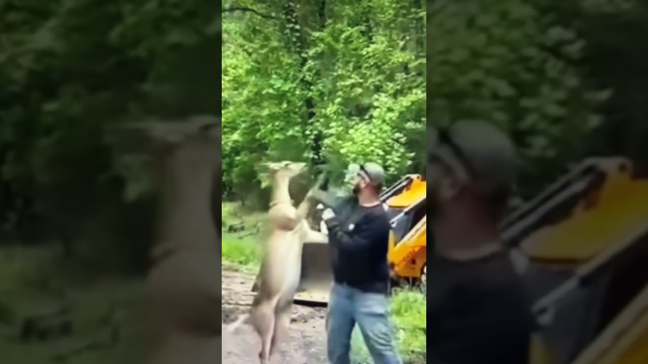 This animal knows how to do ka..te. 