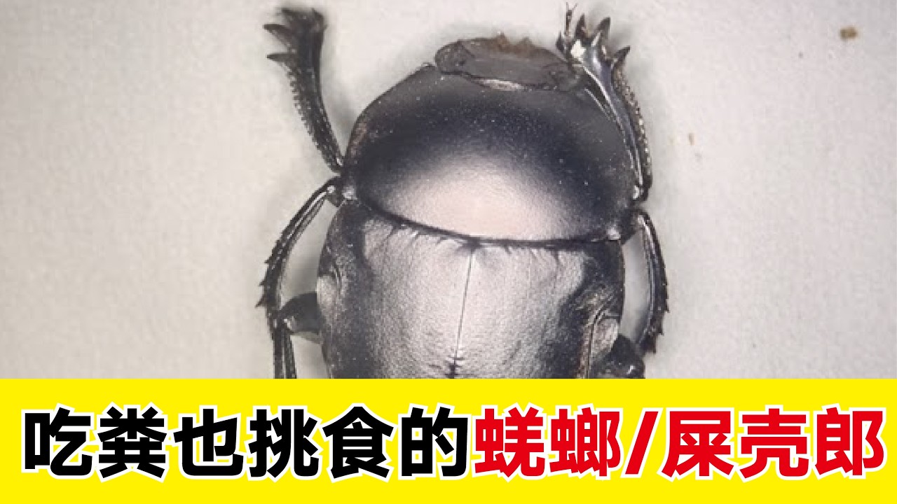 解剖蜣螂 | 屎壳郎原来也挑食，看看屎壳郎是如何手拱粪球的 #昆虫 #科普 #动物