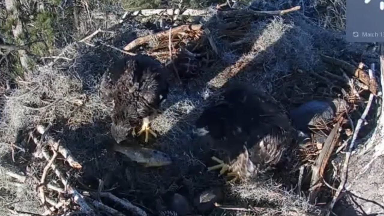 Dad brings fish and small eaglet claim and mantles | Kisatchie National Forest E-1 | Mar 13, 26