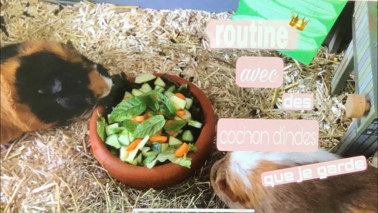ROUTINE AVEC LES COCHON D’INDE QUE JE GARDE 🐹 - Little boys