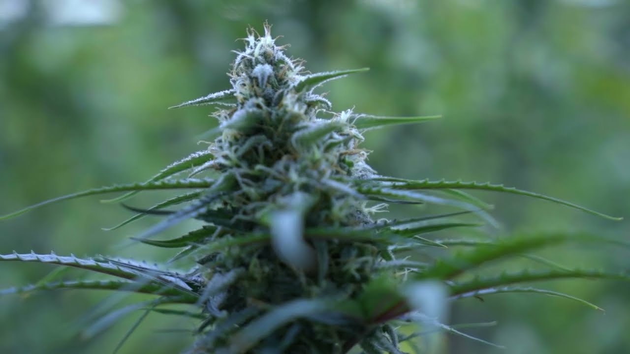 Cannalife
