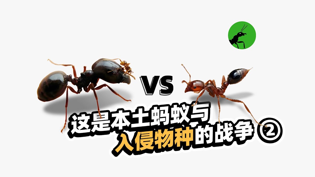 国内最常见的行军蚁可以阻止红火蚁的入侵吗？（生物防治系列）