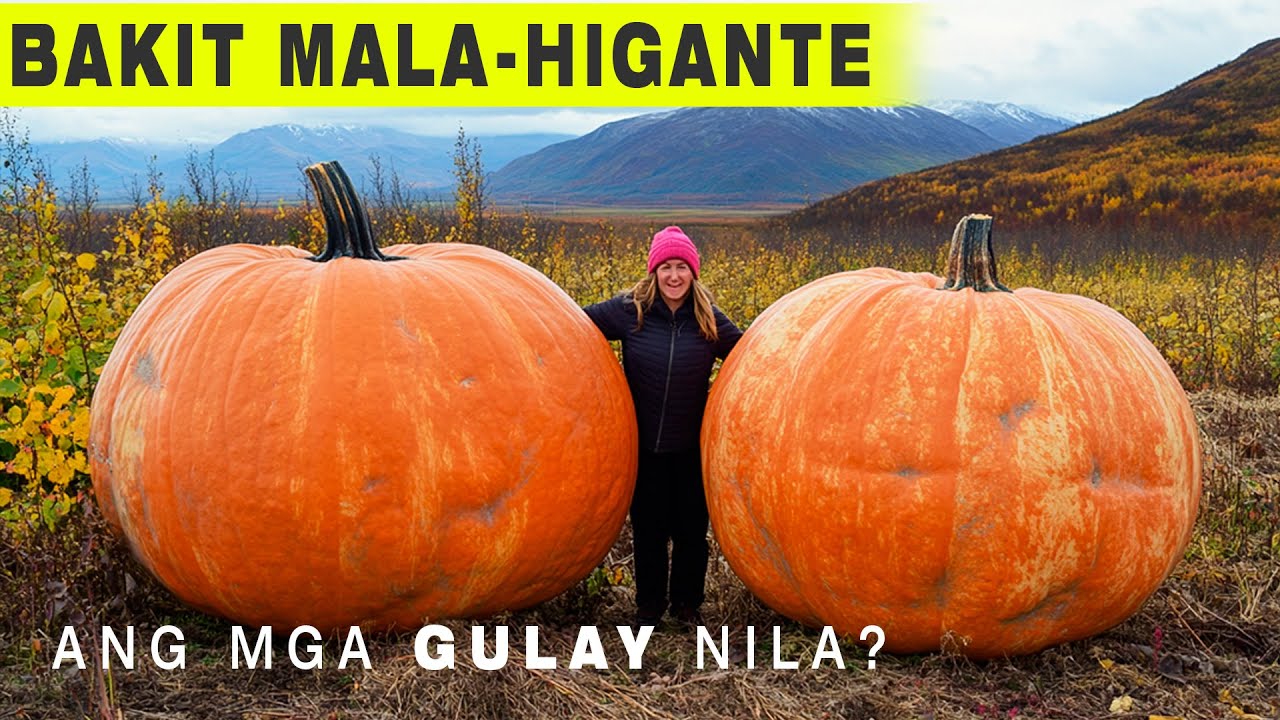 Bakit Mala-Higante Ang Mga Gulay Nila?