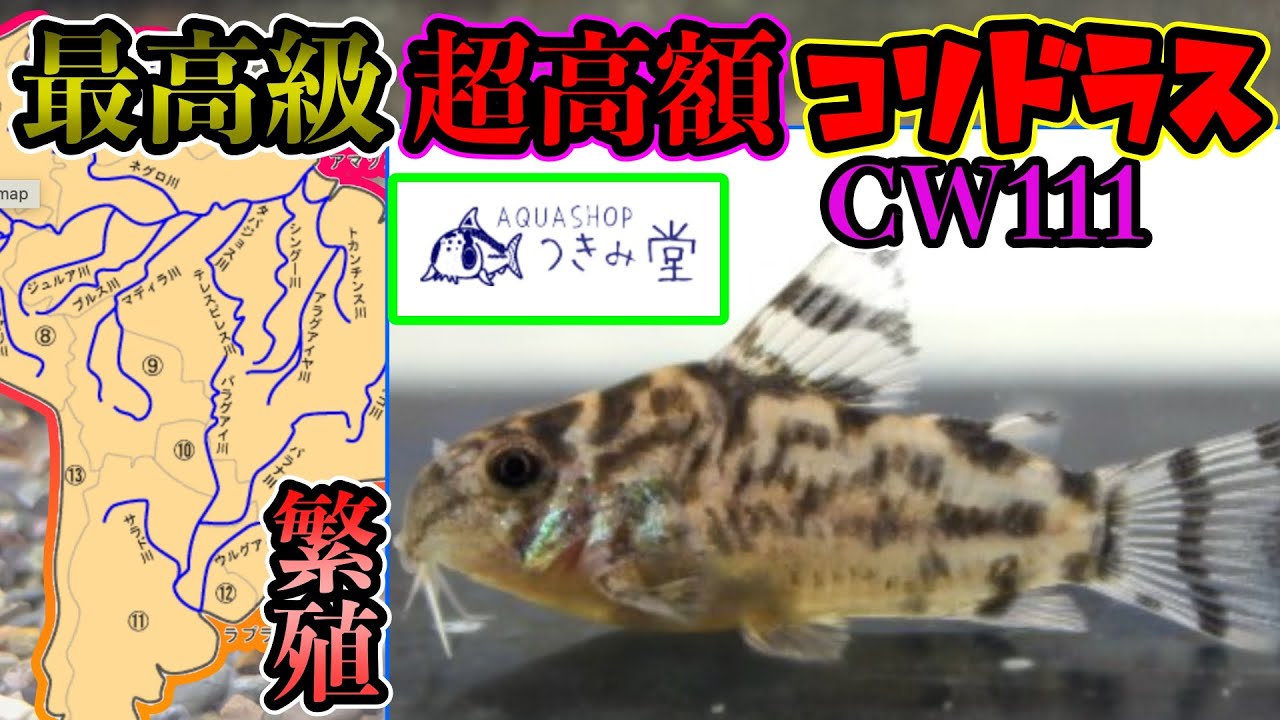 後編『つきみ堂』訪問『レアコリドラスの繁殖』ゼブリーナcw111のコツ？〜『人気コリドラスの生息地』ボエセマニー　パラレルスや　コリドラス解説　〜アクアショップ訪問〜
