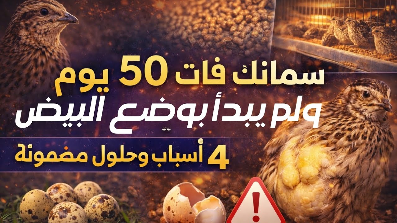 ما الطعام الذي يأكله السمان؟ وفي أي عمر يبيض؟ والاسباب التي تجعله لايبيض