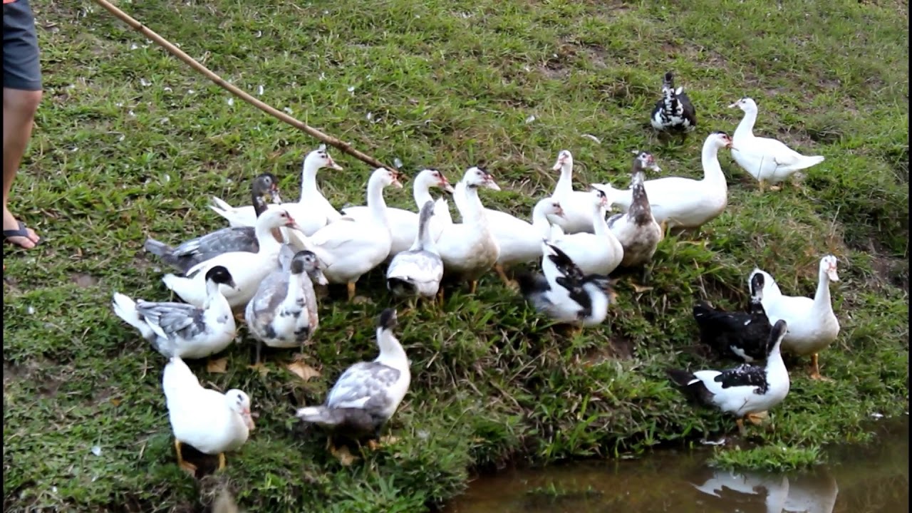 Pato nadando na lagoa do sítio | Coração Campeiro