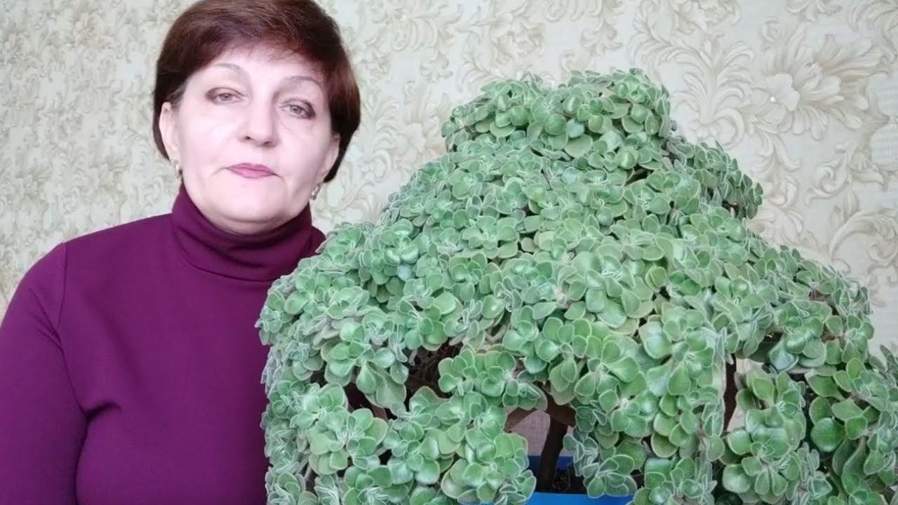 Аихризон - уход и содержание. Как мне удалось вырастить такое красивое дерево