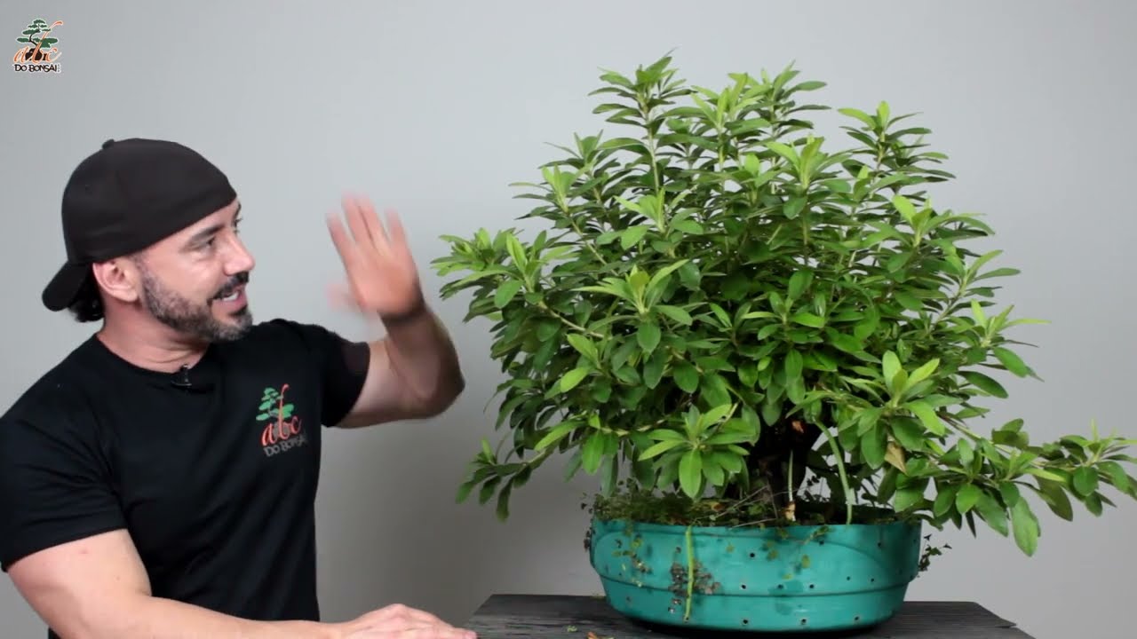 GANHEI UM BONSAI DE AZALÉA GIGANTE!!! PARTE 2