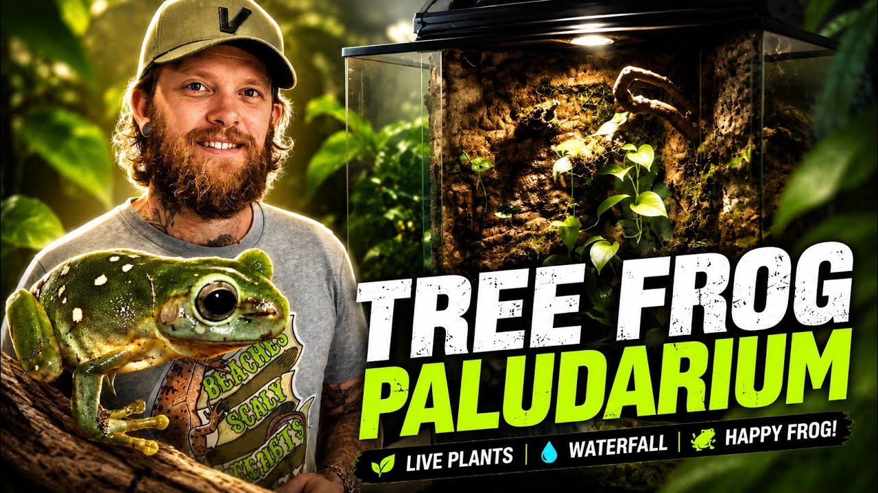 Magnificent Tree Frog Paludarium With LED UVB/Fogger/Drip wall/Rain system