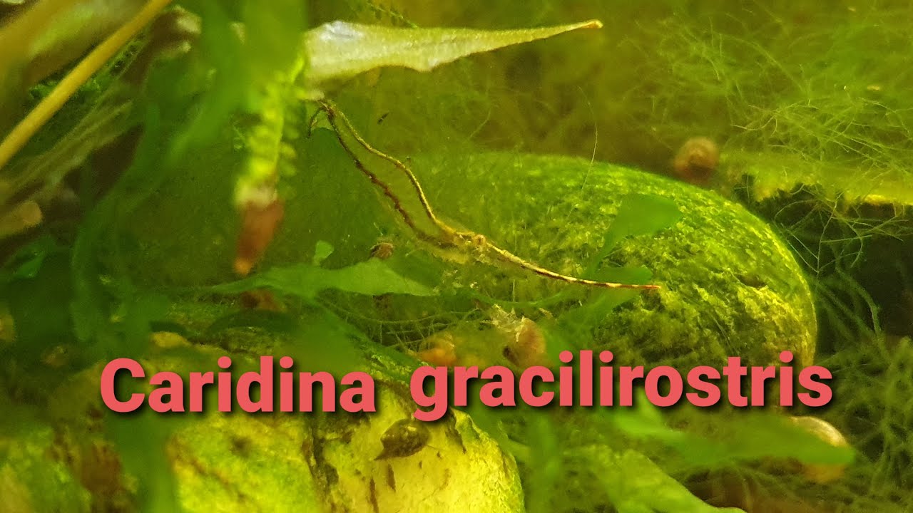 461. Krewetka Pinokio Caridina gracilirostris