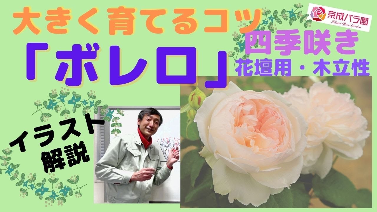 【バラ】四季咲き花壇用（木立性）「ボレロ」を大きく育てるコツ！大苗から3年の成長過程をイラストを使って解説