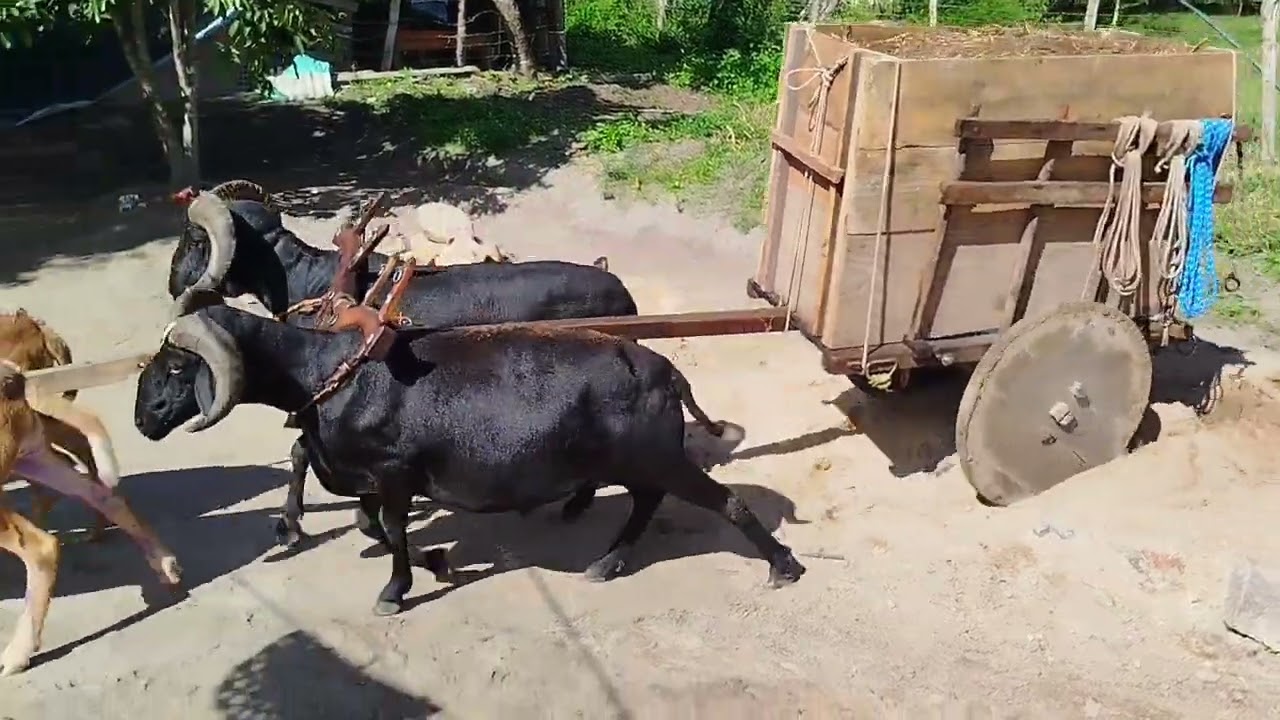 Hoje atolou de verdade viu