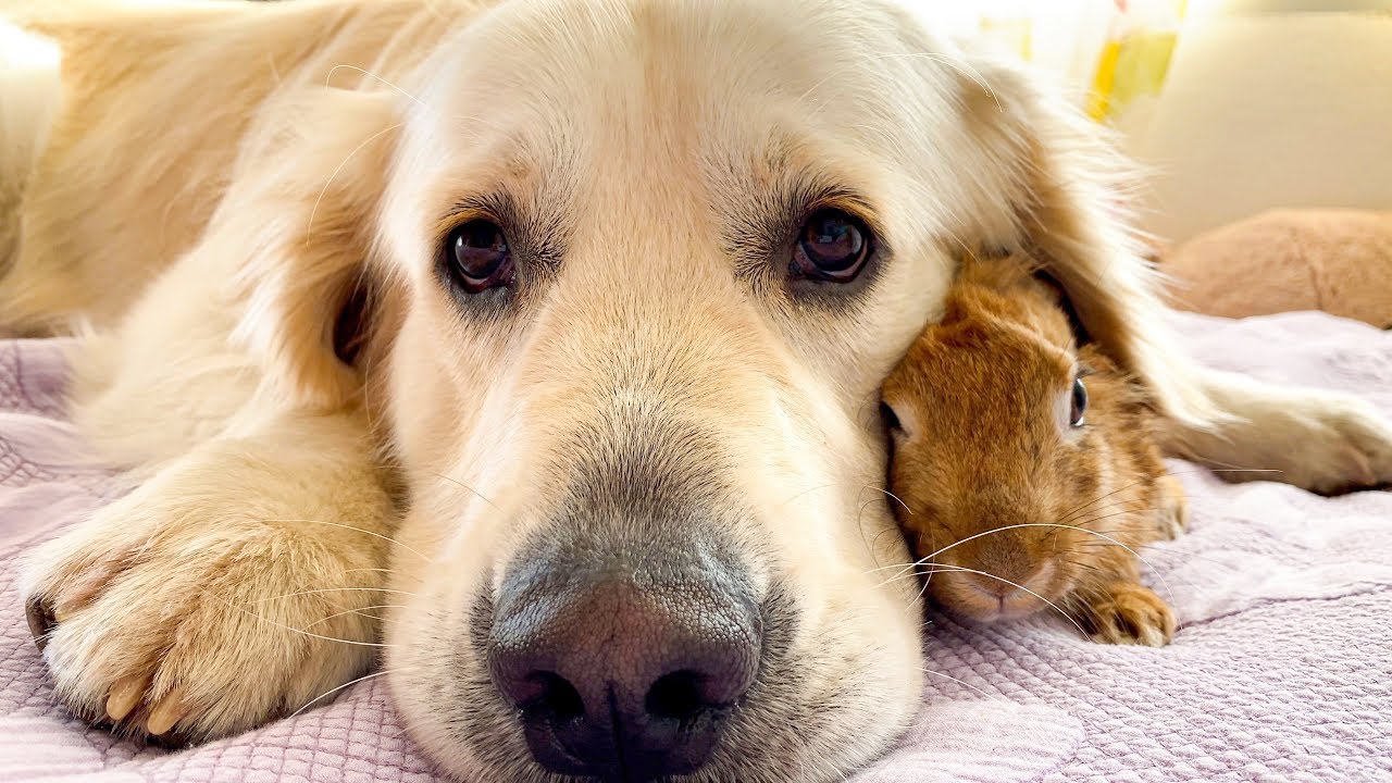 Amazing Love Between Dog and Rabbit - Cutest Video Ever