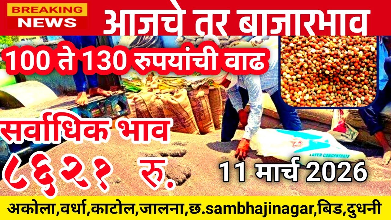 आजचे तुर भाव,दुधनी सर्वाधिक भाव 8600 रुपये.,11 मार्च 2026 #turbajarbhavlive #marathinews