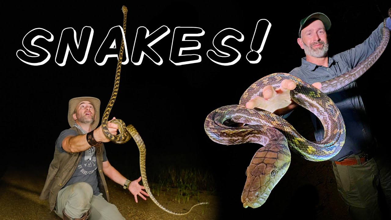 Catching RARE Snakes in Australia's Rainforest!
