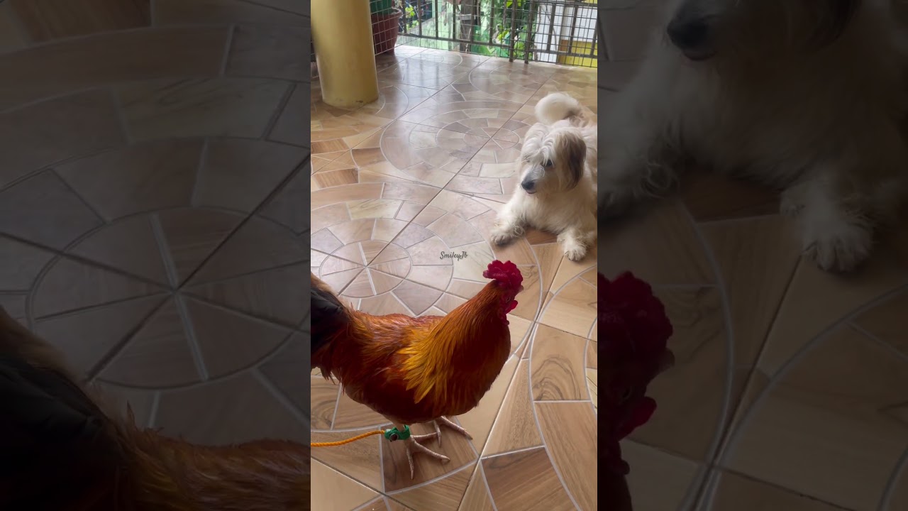 AMOY MANOK 🐶🐓 #dog #dogslife #lifewithdogs #dogshorts #chicken #goldenretriever #poodlemixs #pets