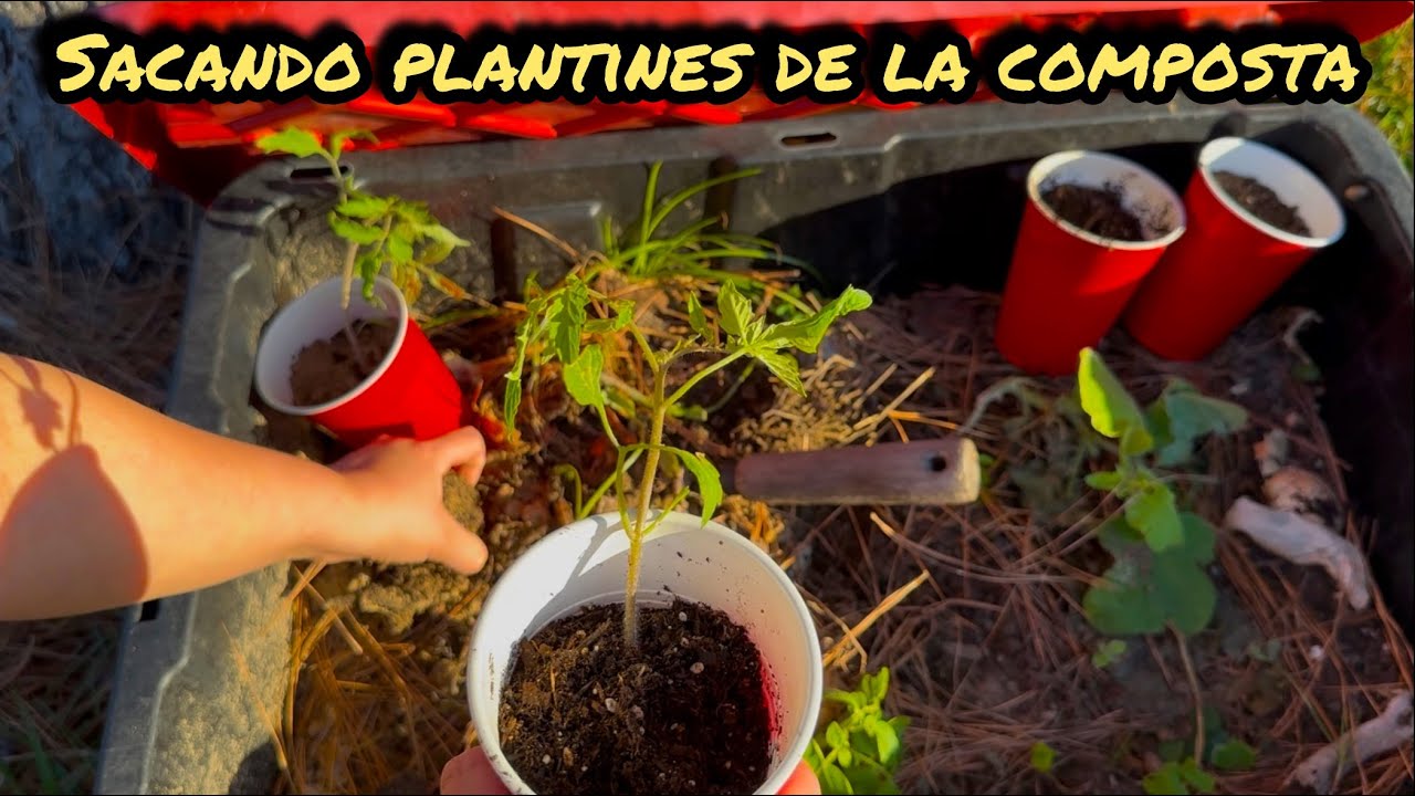 Rescatando Plantines de la Composta 🌱