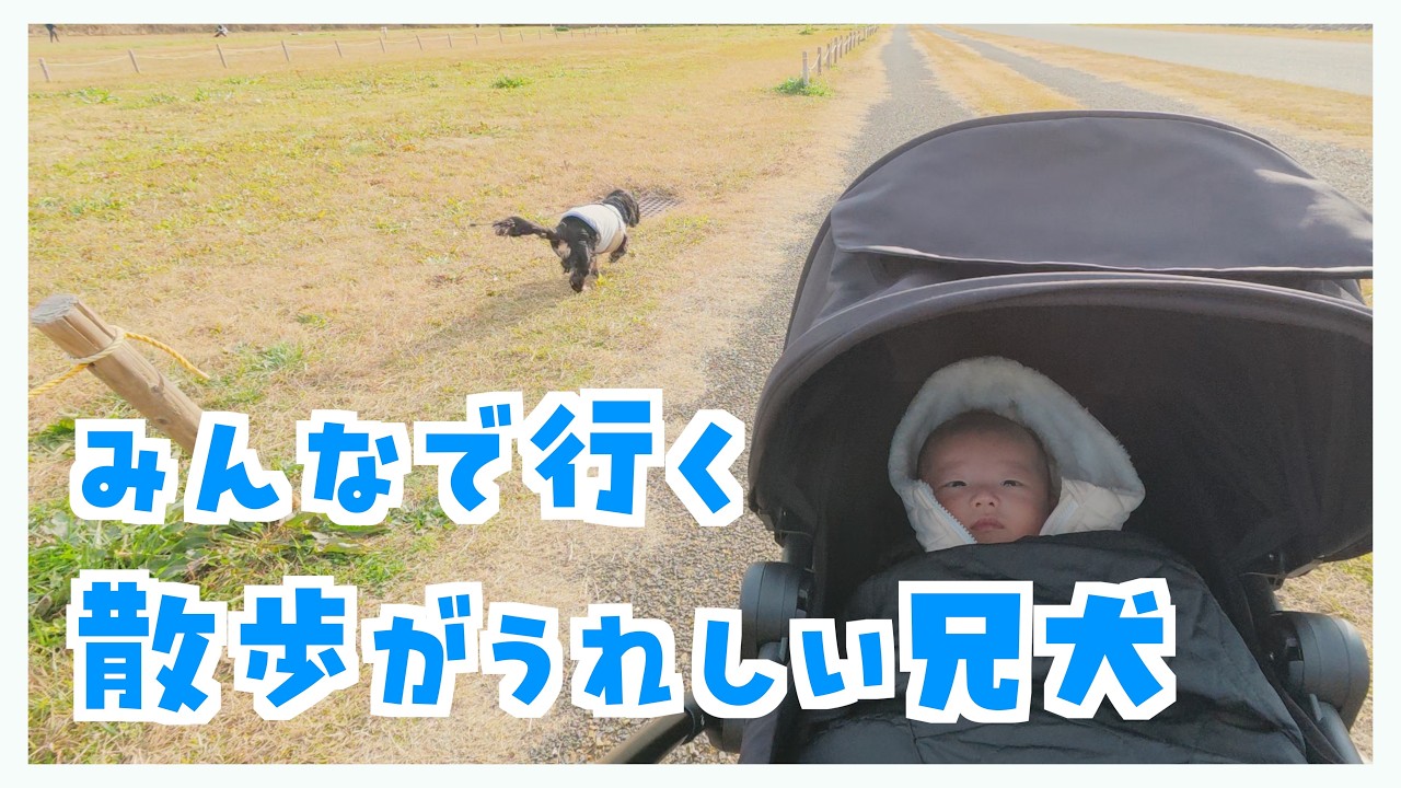 みんなで行くお散歩が楽しくて走り回る犬