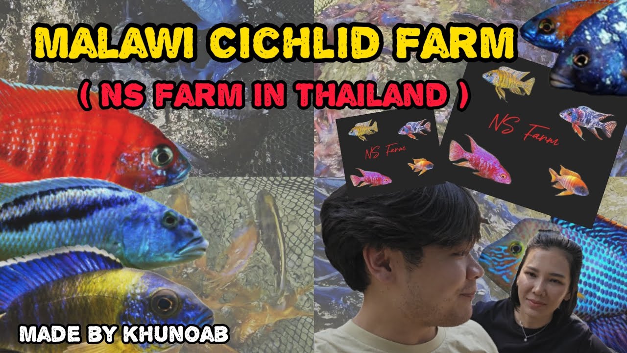 Visit fish farm !! | บุกฟาร์มปลาหมอมาลาวี ที่นครปฐม มีปลาพ่อแม่พันธุ์เบิ้ม ๆ เพียบบบ !! | NS Farm ❤️