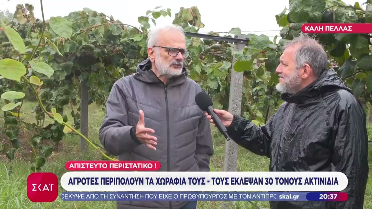 Απίστευτο περιστατικό στην Πέλλα!: Αγρότες περιπολούν, γιατί τους έκλεψαν 30 τόνους ακτινίδια