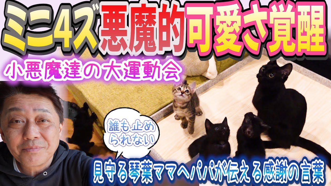 わんぱく全開ベイビーギャング VS キャットタワーパパ！琴葉ママの卒業フラグが…