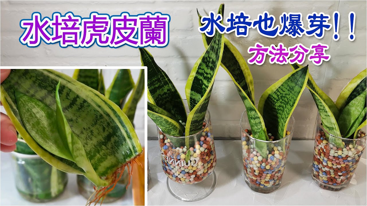 水培虎皮蘭~生根、爆芽全分享，60天療愈生長日記|how to grow snake plant in water💕