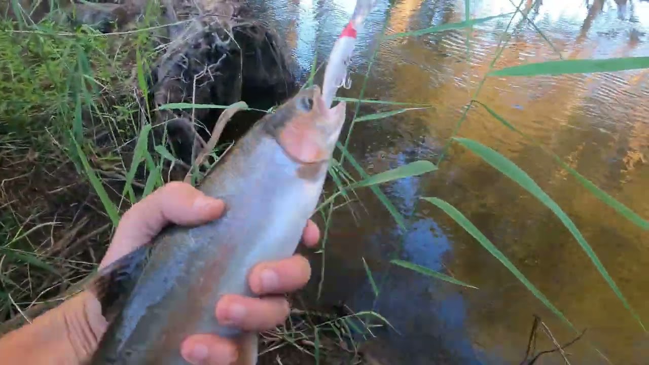 Trout fishing fish river NSW