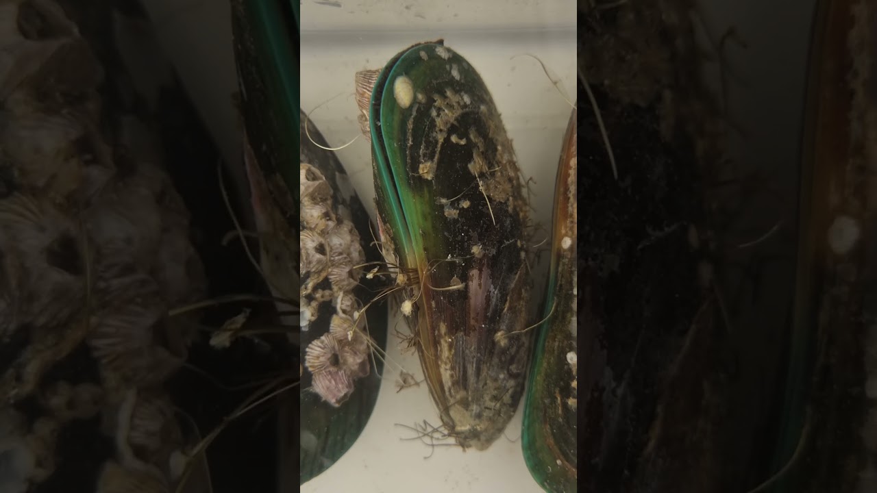 Greenlip mussel filter feeding