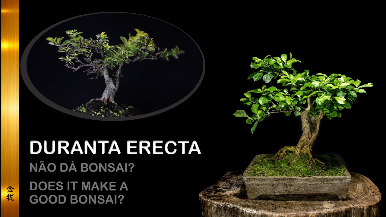Duranta erecta Não Dá Bonsai?