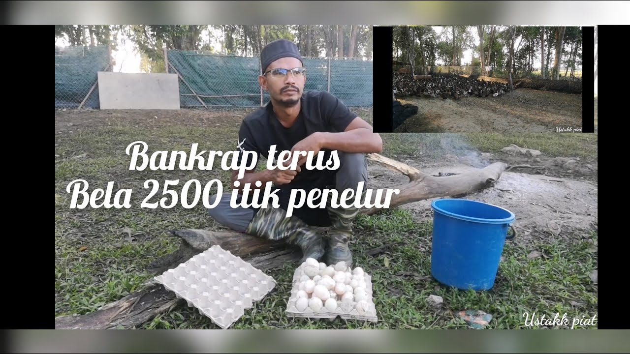 Bankrap... Siapa cakap bela itik telur untung besar..? Otai2 itik sila tampil...