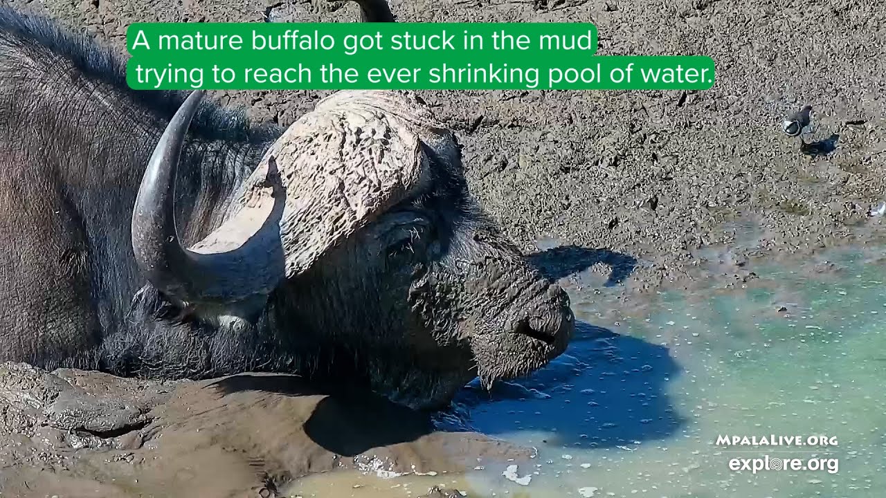 Buffalo Trapped In The Mud!