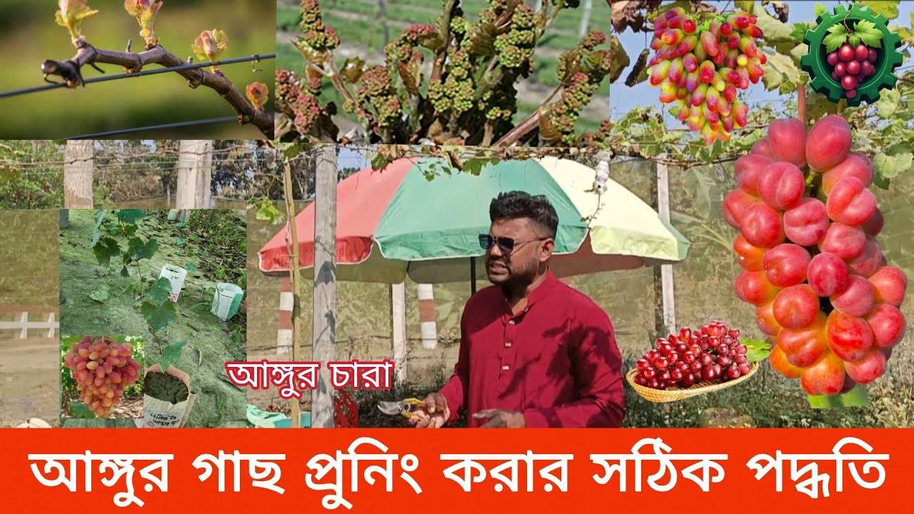 আঙ্গুর গাছ প্রুনিং / ছাটাই করার সঠিক পদ্ধতি জেনে নিন । 