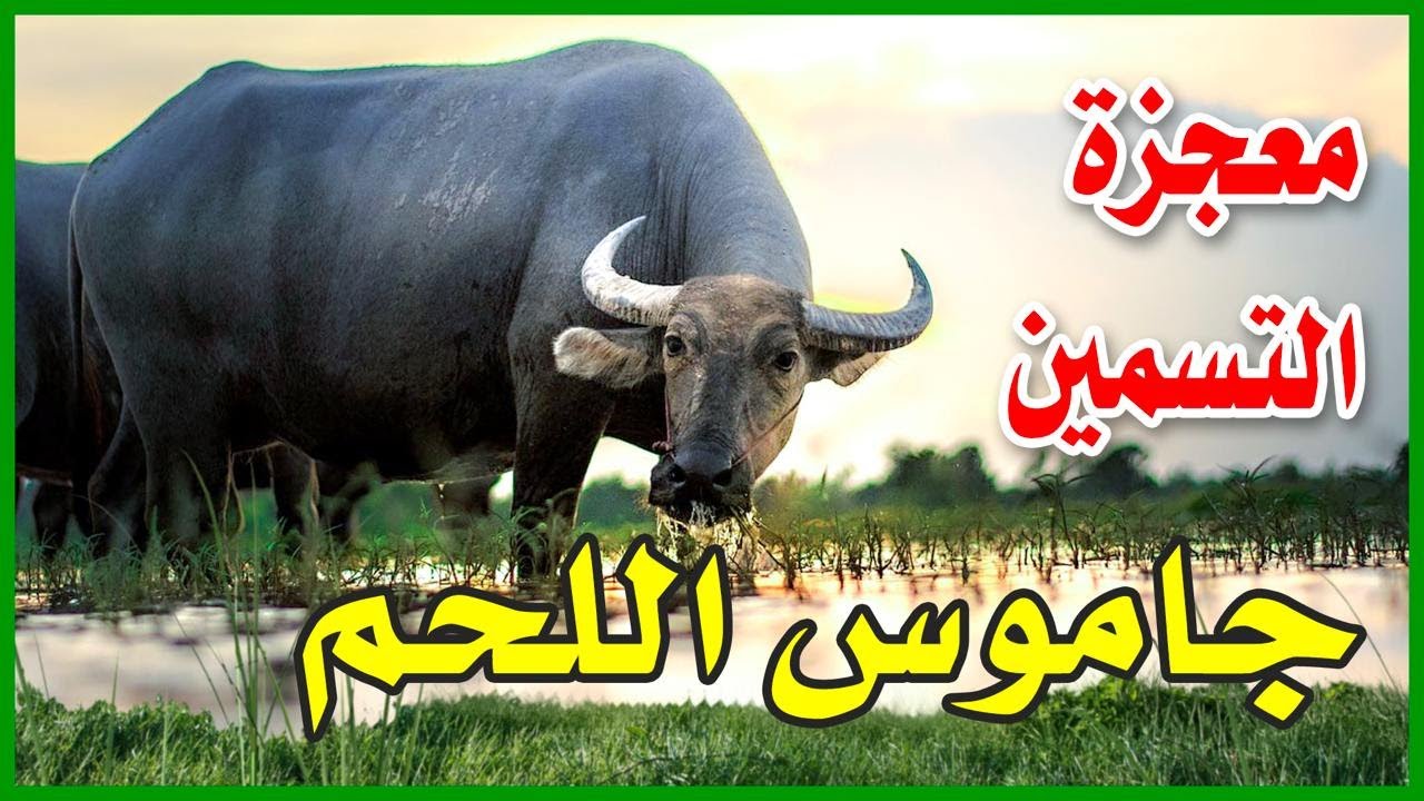 بقر ولا جاموس ؟ | إجابة السؤال الذي حير الملايين عن الفرق بين تسمين البقر وتسمين الجاموس