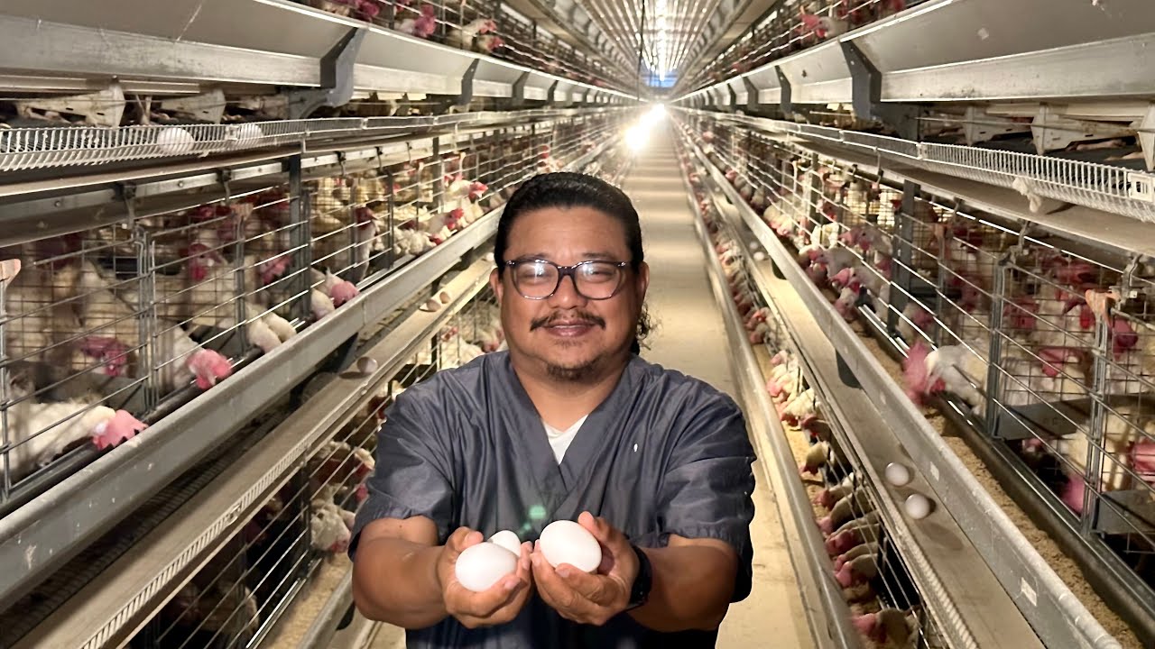 First Time Makakakita ng Super Modern Tunnel Vent, Revolutionary Egg Layer Production sa Pinas!