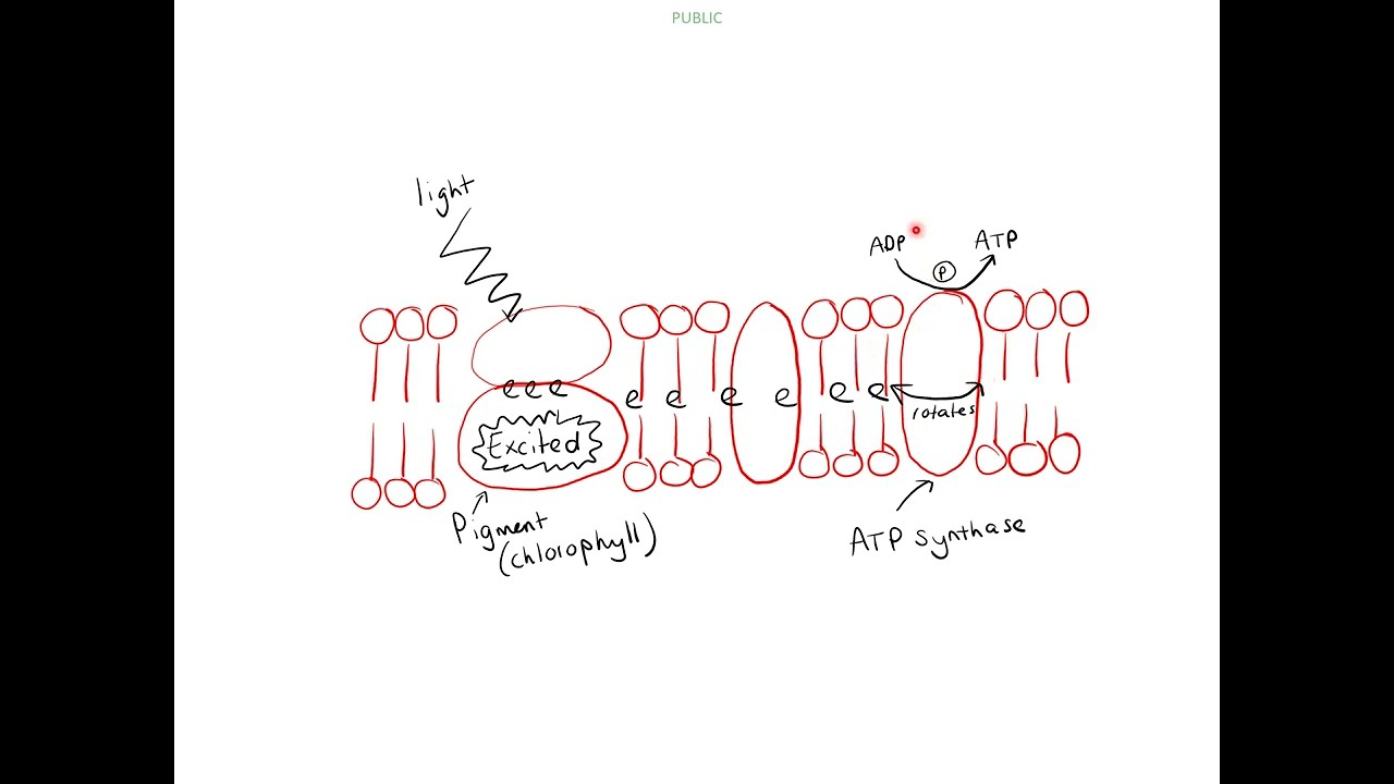 1 - Food supply and photosynthesis