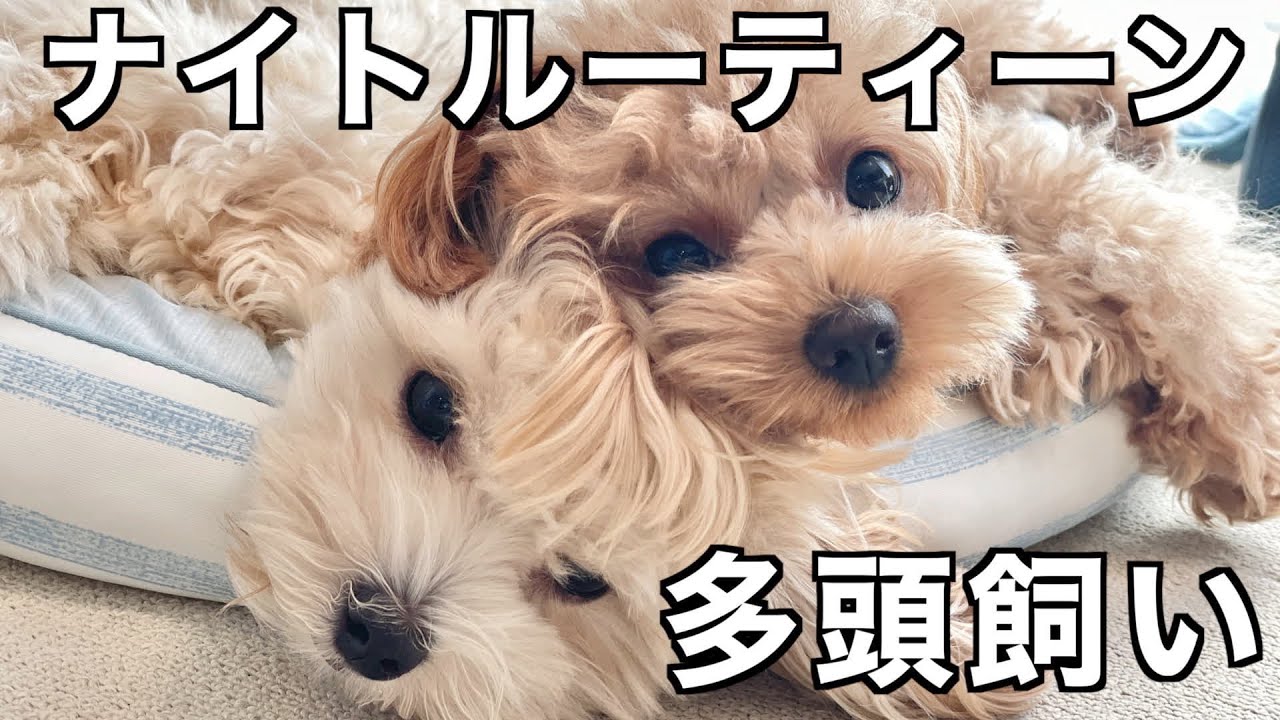 多頭飼いのリアルなナイトルーティーン／お手入れの方法も紹介しています♪【マルプー/チワプー】